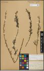 Foto von Salix repens subsp. incubacea (L.) A. Neumann